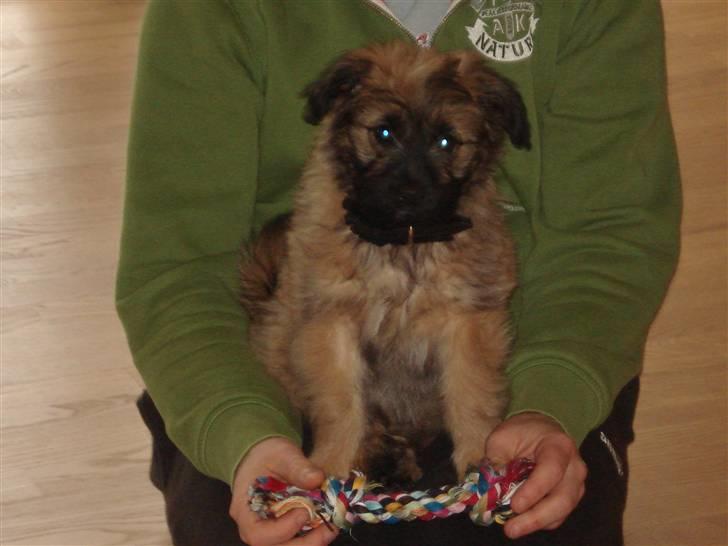 Pyrenæisk hyrdehund Coco billede 5