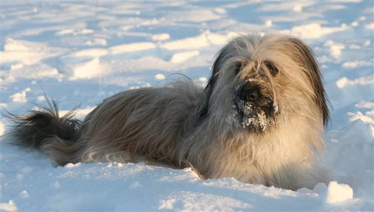 Pyrenæisk hyrdehund Coco billede 6