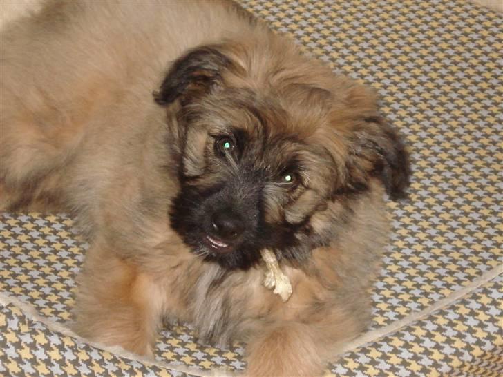 Pyrenæisk hyrdehund Coco billede 7