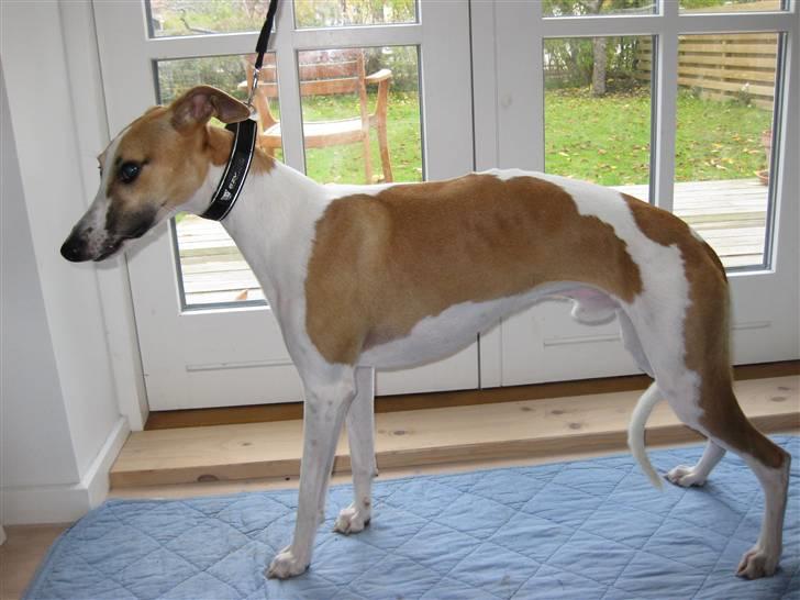 Whippet Hauxwells Thoth - Jeg er ikke så meget for at blive udstillet billede 8