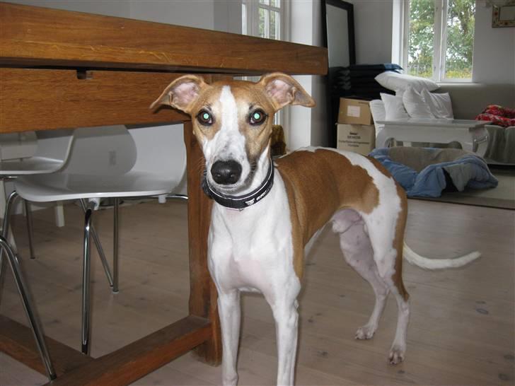 Whippet Hauxwells Thoth billede 9