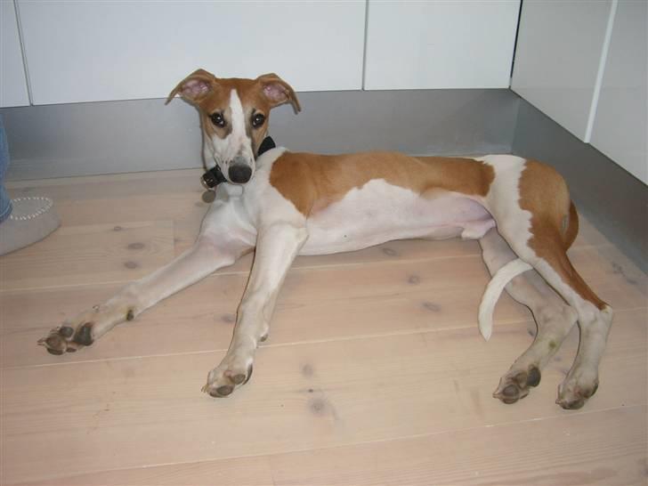 Whippet Hauxwells Thoth billede 10