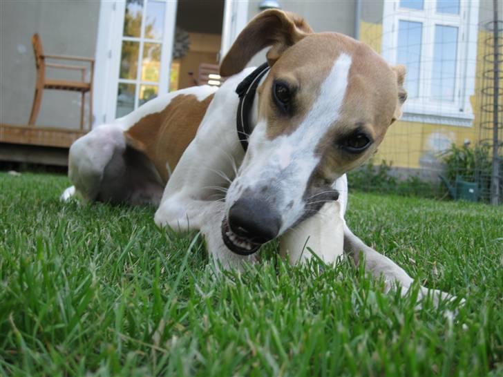Whippet Hauxwells Thoth - Et ben i haven billede 11