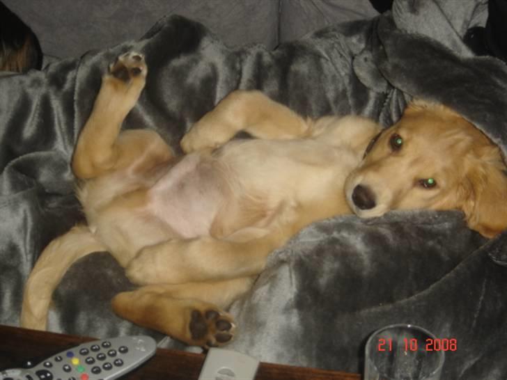 Golden retriever  Rocky billede 13