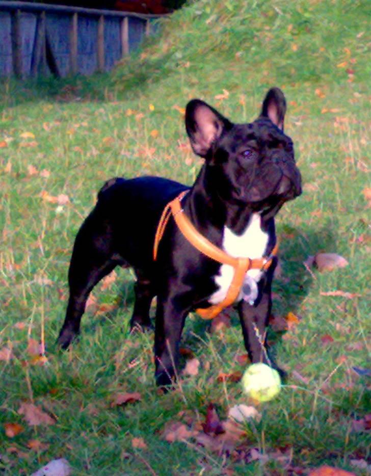 Fransk bulldog Ozzy billede 17