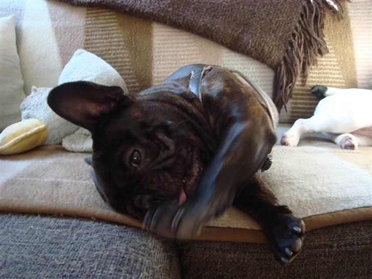 Fransk bulldog Anton - Bor hos far nu billede 16