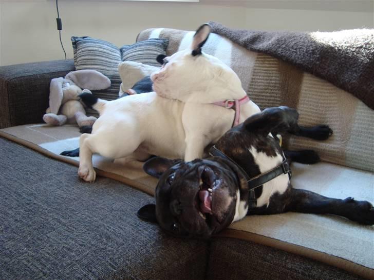 Fransk bulldog Anton - Bor hos far nu billede 17