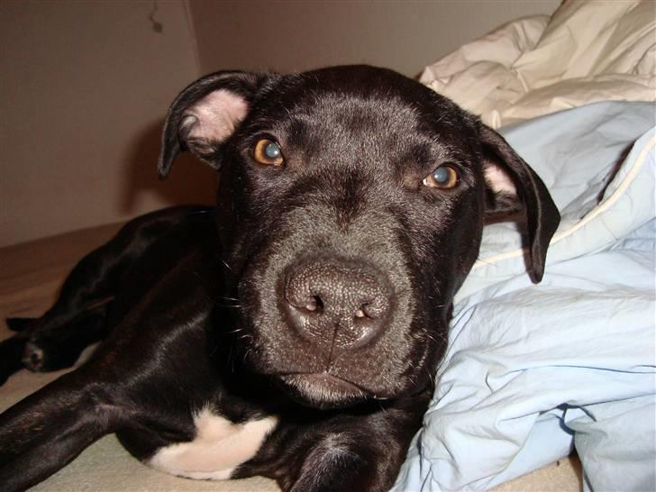 Staffordshire bull terrier tasha billede 6