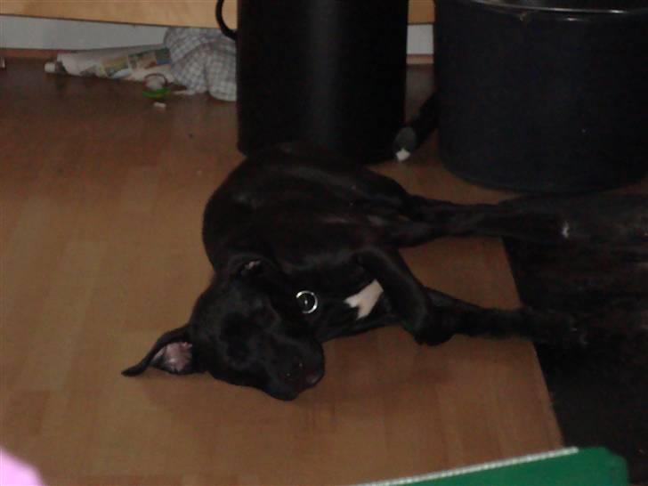 Staffordshire bull terrier tasha billede 7