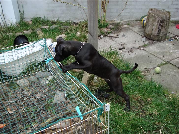 Staffordshire bull terrier tasha billede 8