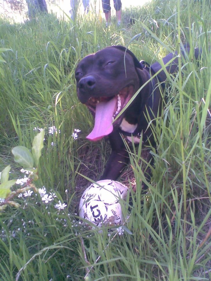 Amerikansk staffordshire terrier Briian =o) - bette dreng =D billede 3