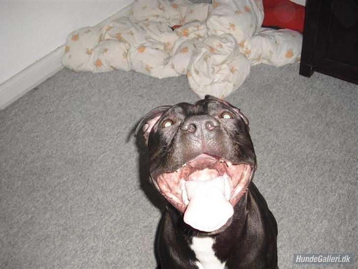 Amerikansk staffordshire terrier Briian =o) - årh en larm billede 4