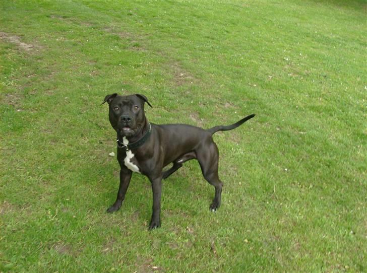 Amerikansk staffordshire terrier Briian =o) - hehe billede 5