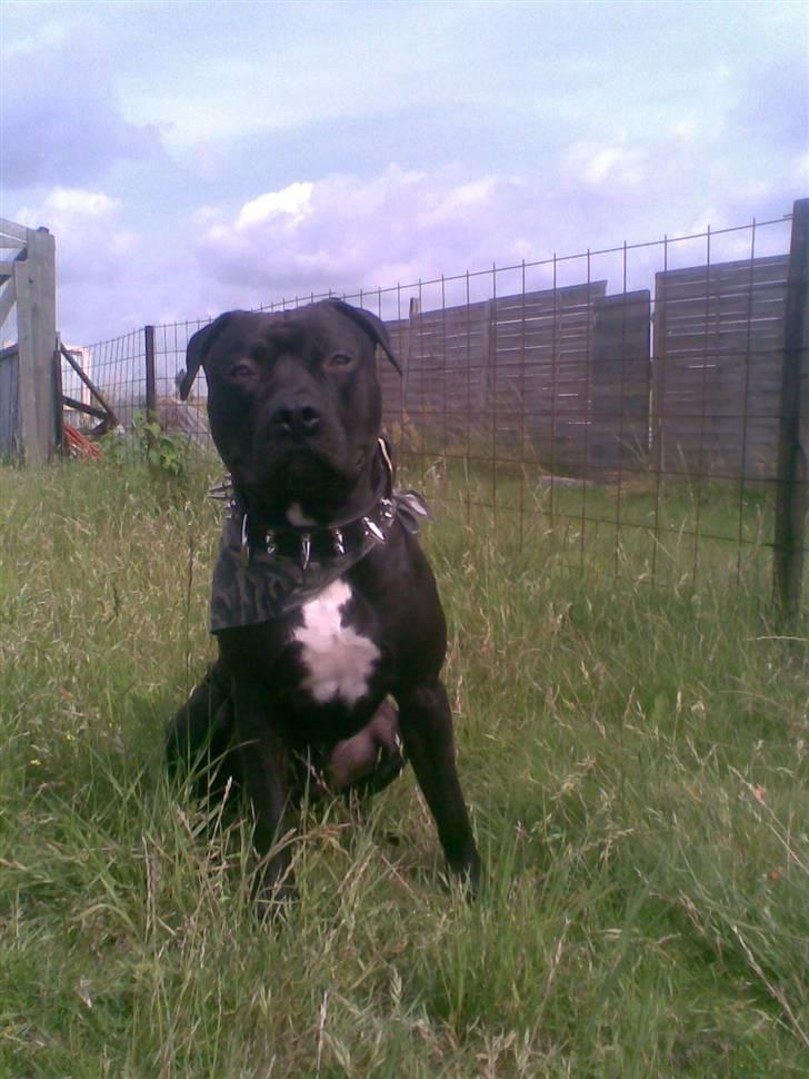 Amerikansk staffordshire terrier Briian =o) - model billede 6