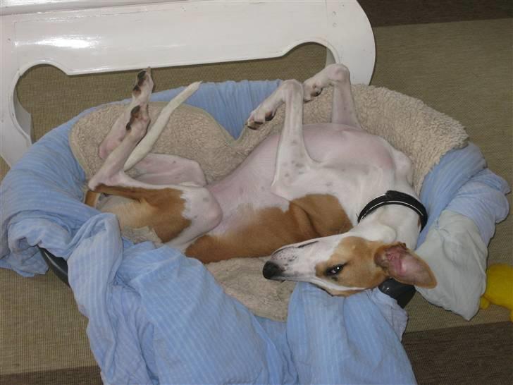 Whippet Hauxwells Thoth - Afslapning i kurven billede 12