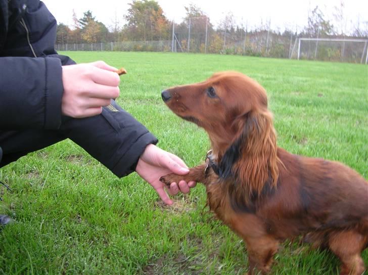 Miniature gravhund luffe - jeg kan sige god dag :O) billede 18