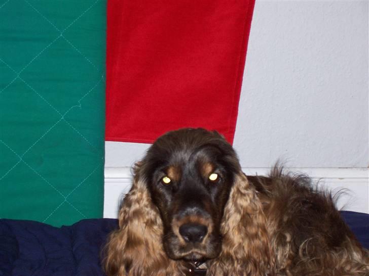 Cocker spaniel Emma  billede 10