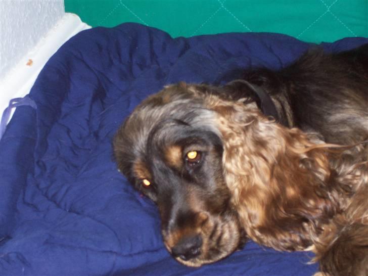 Cocker spaniel Emma  billede 11