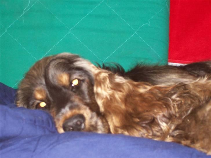 Cocker spaniel Emma  billede 12