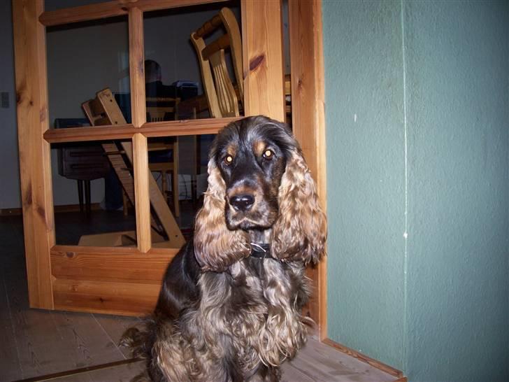 Cocker spaniel Emma  billede 13