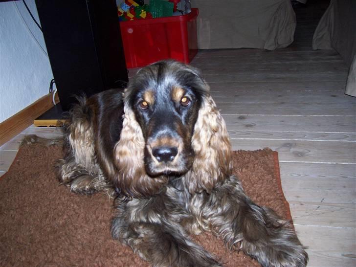 Cocker spaniel Emma  billede 14