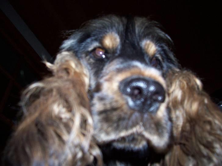 Cocker spaniel Emma  billede 15