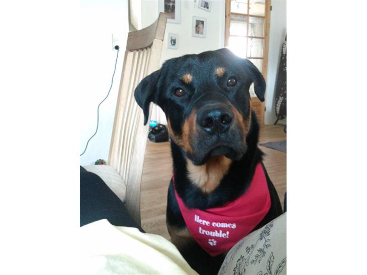 {{currentPhoto.altText}} billede {{currentPhoto.number}}