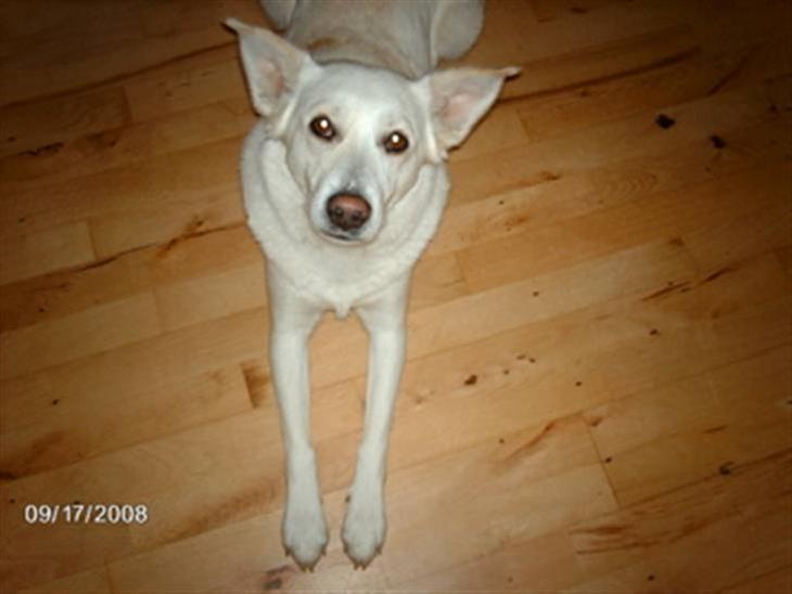 Blanding af racer Lui billede 1