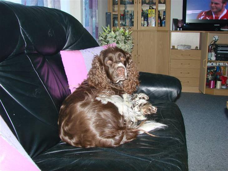 Engelsk springer spaniel Laika billede 1