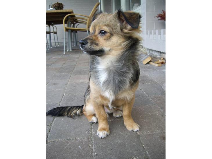 {{currentPhoto.altText}} billede {{currentPhoto.number}}