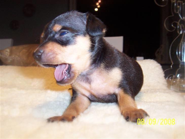 {{currentPhoto.altText}} billede {{currentPhoto.number}}