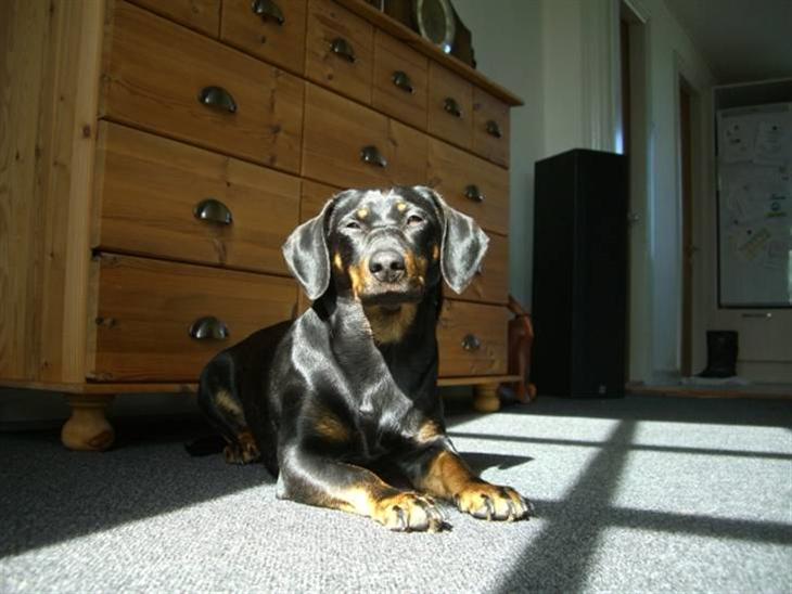 {{currentPhoto.altText}} billede {{currentPhoto.number}}