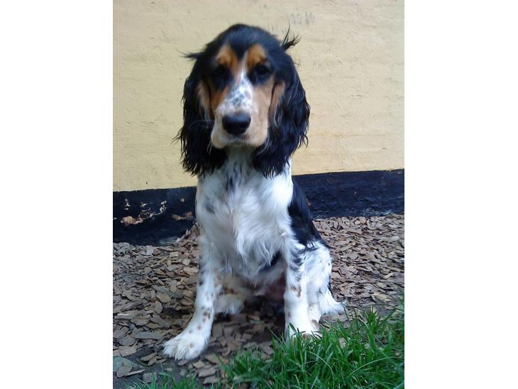 Cocker spaniel Felix - Felix ude i hans hundegård billede 1