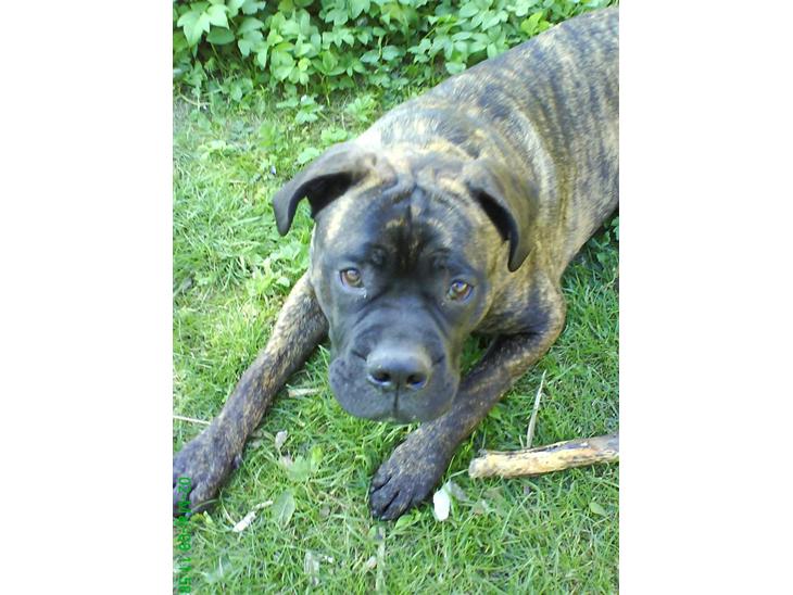 {{currentPhoto.altText}} billede {{currentPhoto.number}}