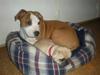 Amerikansk staffordshire terrier Nozmo