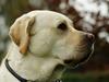 Labrador retriever Tiko
