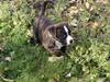 Amerikansk bulldog Rollo*R.I.P  skat* [ Himmelhund]