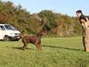 Dobermann Eos RIP.
