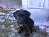 Labrador retriever Kaiser