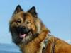Eurasier kennel Eurojou