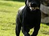 Labrador retriever Albert