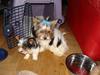 Biewer yorkshire terrier Zilly in white vom Weinbe