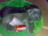 Cane corso Capone