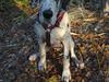 Grand danois Perle ( GD Blue Merle) - Perle 14 uger