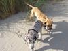 Grand danois Perle ( GD Blue Merle) - Deres første tur på stranden