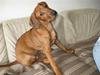 Rhodesian ridgeback Nyah [Tidl. hund]