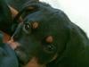 Rottweiler Mento