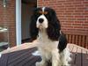 Cavalier king charles spaniel Townfields Bella