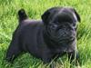 Mops Qupios Keno
