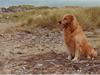 Golden retriever Zorba